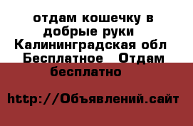 отдам кошечку в добрые руки - Калининградская обл. Бесплатное » Отдам бесплатно   